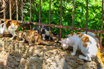 Rhodes stray cats being fed on a stone wall, Greece