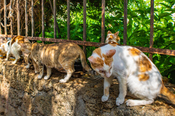 Rhodes stray cats being fed on a stone wall, Greece