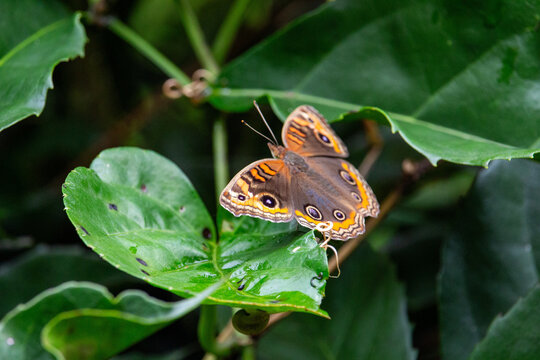 Borboleta. Borboleta-olho-de-boi-dos-mangues (Junonia evarete ou Junonia genoveva)