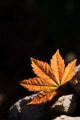 Autumn Maple Leaf on Dark Stone Surface