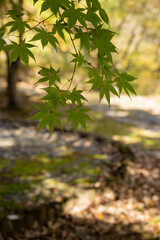 Autumn Maple Leaves Soft Background Light Texture