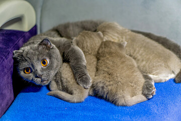 A gray cat laying on top of a blue blanket next to two kittens