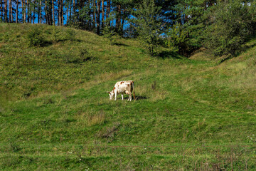 Fototapeta premium A couple of cows grazing on a lush green hillside