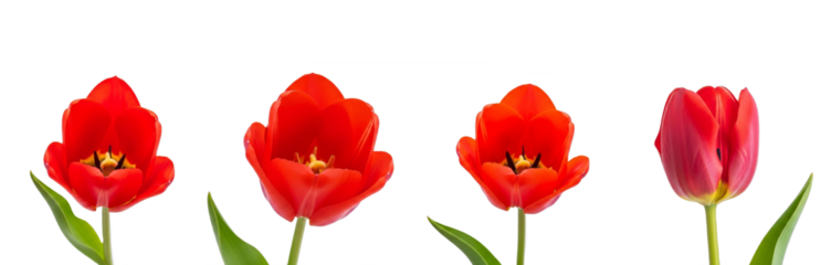 Set Of Red Tulips flower with leaves isolated on white transparent background, PNG 