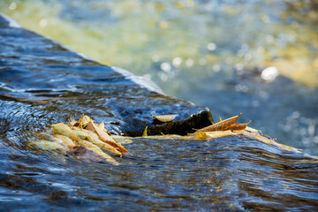 Fallen Autumn Leaves on Flowing River Surface