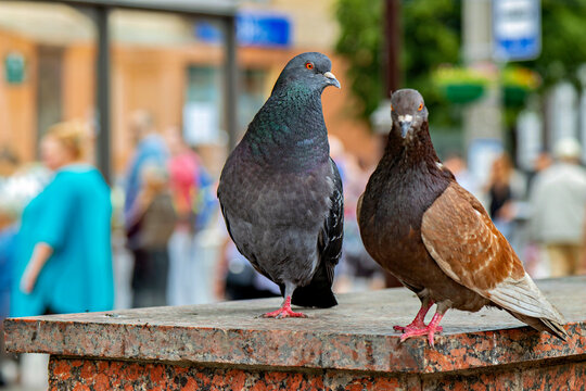 Two pigeons sitting on a ledge in front of a crowd of people