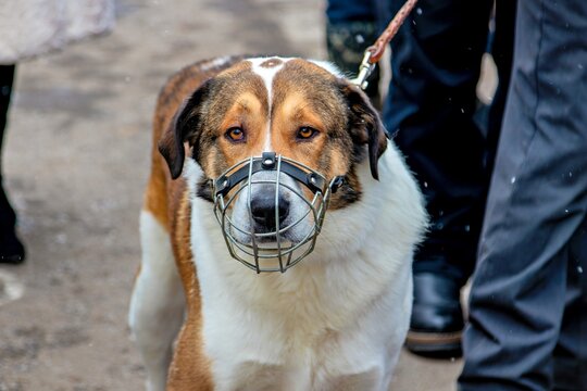 A brown and white dog wearing a muzzle on a leash