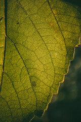 Extreme close-up of a green leaf surface revealing intricate vein network and cellular texture.
