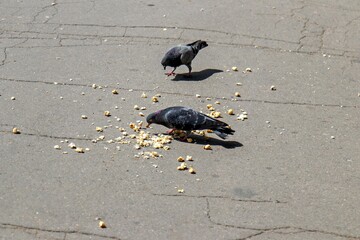 Two pigeons eating corn on the ground in a parking lot