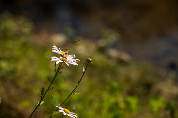 Hoverflies Visiting Wild Daisy Flowers in Sunlight