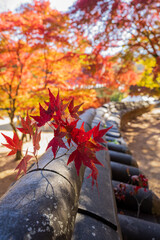 Autumn Maple Leaves Traditional Stone Wall Detail