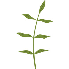 A simple illustration of a green plant stem with several leaves on a transparent background, vector art