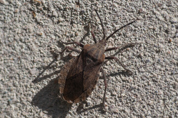 Vinchuca bug on a textured wall