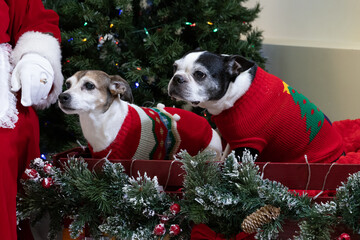 Two Dogs (Canis lupus familiaris) in Christmas Sweaters Sitting in Festive Holiday Sled