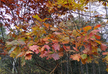 The last oak, leaves of the year