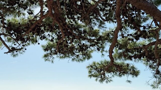Dark pine tree branches contrasting against clear bright blue sky