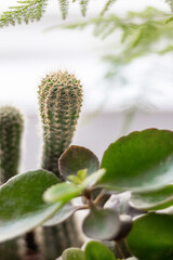 Indoor plants in a bright office create an eco-friendly atmosphere