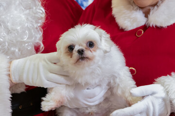 Maltese Dog (Canis lupus familiaris) Held by Santa in Festive Christmas Portrait