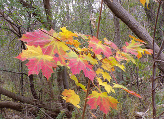 The last maple leaves of the year