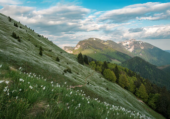 Beautiful mountain landscape with white daffodil narcissus flowers on Golica, Slovenia, at spring
