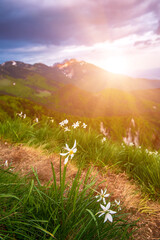Beautiful mountain landscape with white daffodil narcissus flowers on Golica, Slovenia, at spring