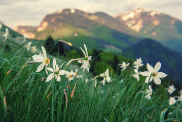 White daffodil narcissus flowers on Golica mountain in Karavanke range, Slovenia, at spring