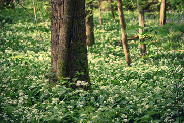 Stunning spring beech forest scene with loads of flowering ramsons - wild garlic