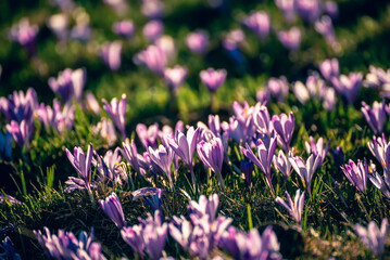 Spring crocus flowers in the green grass, Easter seasonal background