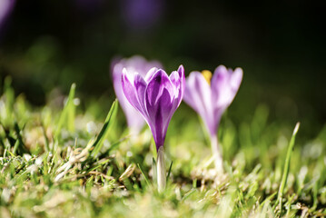 Spring crocus flowers in the green grass, Easter seasonal background