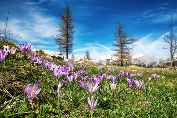 Spring crocus flowers in the green grass, Velika Planina, Kamnic, Slovenia