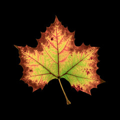 High resolution image of fall leaf isolated on black