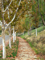The sidewalk is littered with colorful leaves along a road in autumn