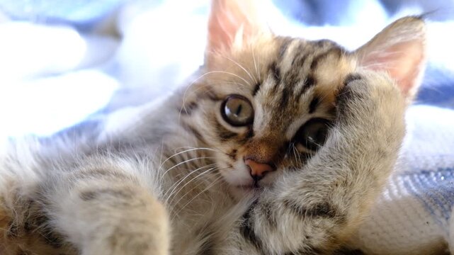 Portrait of well-fed tabby kitten, lounging. Soft morning light, enjoying sun beam. Relaxing and ready to nap. Calmness, tranquil ambiance	
