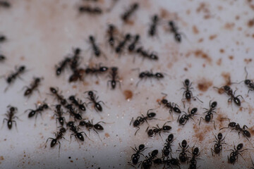Argentinian ant walking on the floor