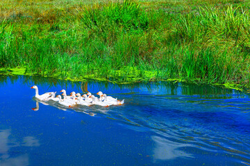 Group of white domestic geese swimming in blue waterway against a backdrop of dense, bright green marsh grass. Ducks glides across a calm blue pond, leaving gentle ripples in their wake