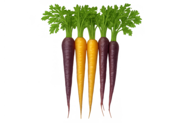 Colorful purple and yellow carrots with green tops arranged vertically, showcasing fresh organic vegetables on transparent background