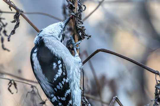 Downy woodpecker sticks tongue into plant stalk in search of food. - Powered by Adobe