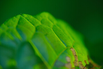 close up of a green leaf