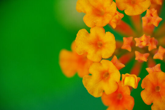 Macro shot of wild orange flower at the garden