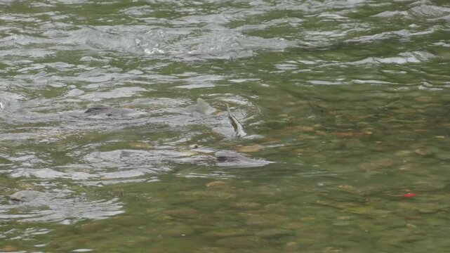Chinook Salmon Spawning and Splashing in the Shallow American River
