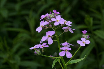 Purple dames rocket wildflower, Hesperis matronalis, close up with a dark green soft focus background