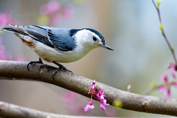 White breasted nuthatch, bird,  Sitta carolinensis, perched on a redbud branch, close up with soft focus, colorful background