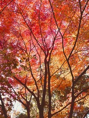 秋の風景（赤く染まった紅葉の木）の写真素材（縦）