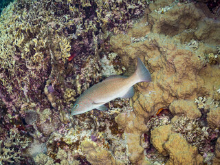スジアラ, Red-spotted rockcod, Blue spotted grouper, Plectropomus leopardus, ハタ科,
美しいサンゴ礁と熱帯魚の群れ。
安室島沖縄県
島尻郡慶良間諸島座間味島-2025
サンゴの産卵があり卵が漂う。沖縄本島から40km西方の諸島。30以上の島嶼群全体が国立公園に指定。珊瑚礁の青い海と白い砂浜は世界屈指の美。貴重な動植物が多数生息。