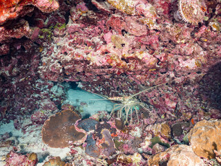 洞窟の大きなゴシキエビ, Painted spiny lobster, Panulirus...