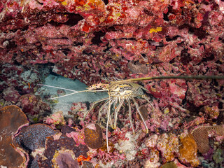 洞窟の大きなゴシキエビ, Painted spiny lobster, Panulirus versicolor,イセエビ科、
美しいサンゴ礁と熱帯魚の群れ。
安室島沖縄県
島尻郡慶良間諸島座間味島-2025
サンゴの産卵があり卵が漂う。沖縄本島から40km西方の諸島。30以上の島嶼群全体が国立公園に指定。珊瑚礁の青い海と白い砂浜は世界屈指の美。貴重な動植物が多数生息。
