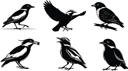 Collection of detailed bird silhouette vector illustrations featuring various perched and flying songbirds in black and white style, perfect for wildlife artwork and design
