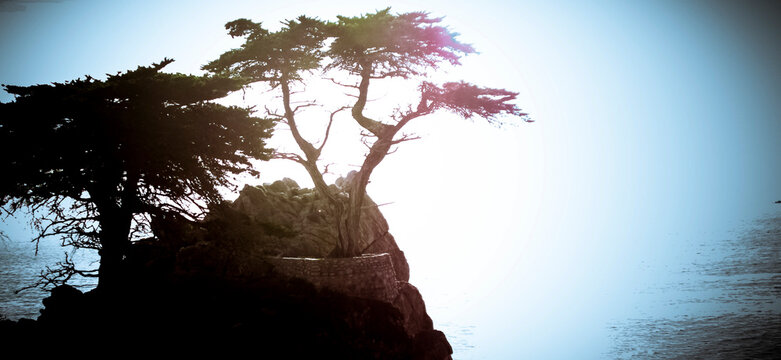 Trees by the ocean cliff - Powered by Adobe