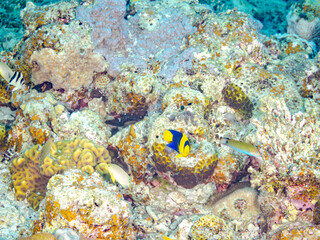 ソメワケヤッコ, Bicolor angelfish, Centropyge bicolor, キンチャクダイ科,幼魚
美しいサンゴ礁と熱帯魚の群れ。
安室島沖縄県
島尻郡慶良間諸島座間味島-2025
サンゴの産卵があり卵が漂う。沖縄本島から40km西方の諸島。30以上の島嶼群全体が国立公園に指定。珊瑚礁の青い海と白い砂浜は世界屈指の美。貴重な動植物が多数生息。
