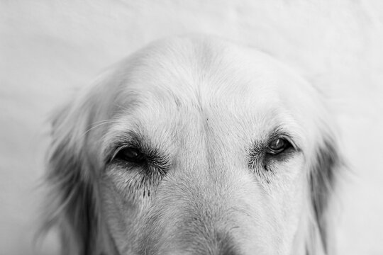 MIRADA GOLDEN RETRIVER
